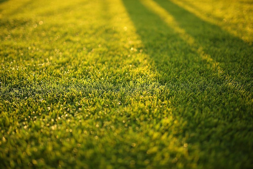 Close-up of vibrant green grass with soft shadows on a sunny day.